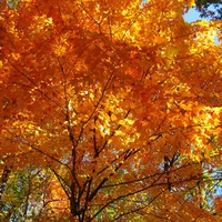 Fall Orange Maple Tree