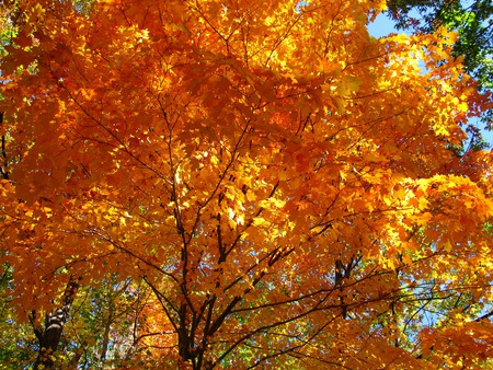 Fall Orange Maple Tree - orange maple tree, autumn colours