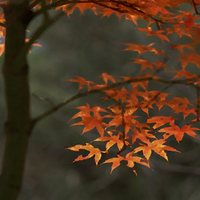 Maple Tree in Fall