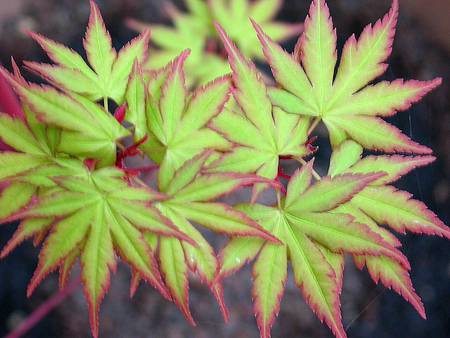 Adorned with leaves - maple leaves, colour edges