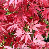 Red Maple Leaves