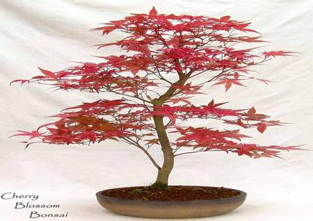 Cherry Blossom Bonsai - bonsai, tree, cherry blossom tree