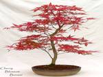 Cherry Blossom Bonsai