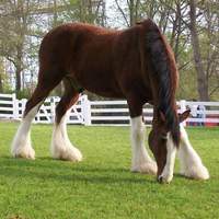 Clydesdale Stallion