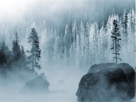 Misty Winter Trees - misty, winter trees, forest, snowy