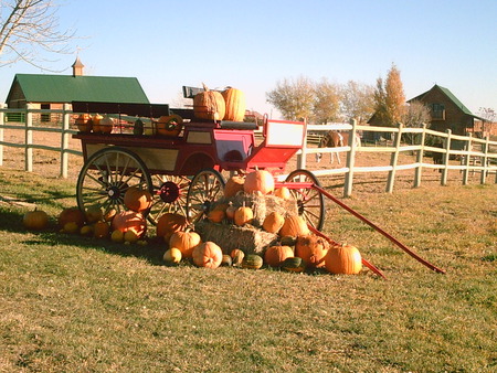 Wagon of Pumpkins - fields, pumpkins, wagon, barns, fencing