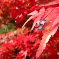 Red Leaves of Autumn