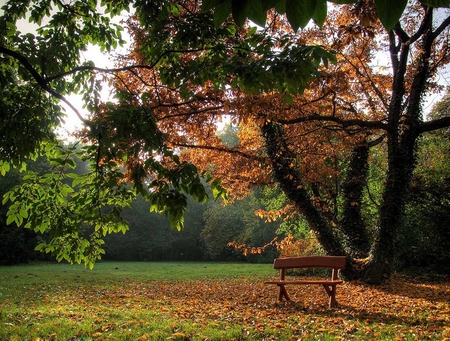 BRIGHT NATURE - trees, dead leaves, autumn, bright, bench, sunshine