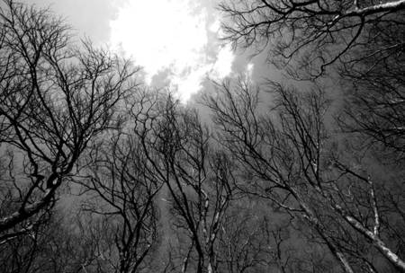 Wintry Trees - winter, grey tones, upwards view, bare trees