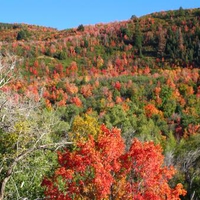 Forest of Autumn Trees