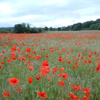 Field of Poppies