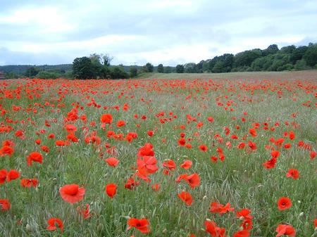 Field of Poppies - field, flowers, trees, red poppy