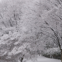 Trees in Snow