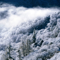 Snow covered trees