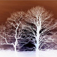 Winter Trees