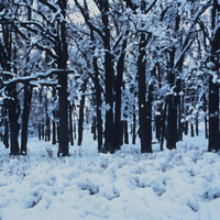 Winter Trees