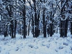 Winter Trees