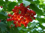 Red Berries