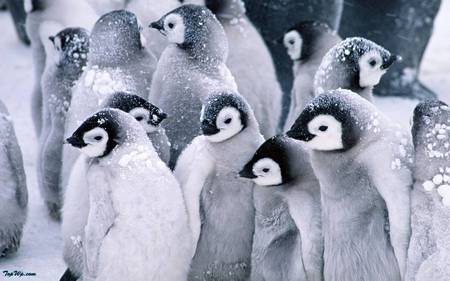 snowed penguins - white, freezing, cute, snow