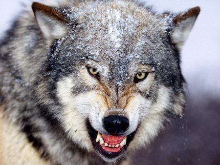 angry wolf - white, wolf, animal, winter, angry, fang, wild, snow