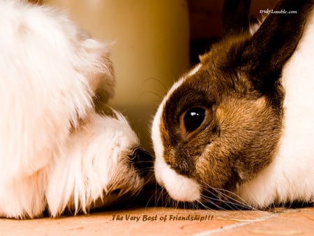 The very best of friendship - friendship verse, dog, rabbit, sniffing noses