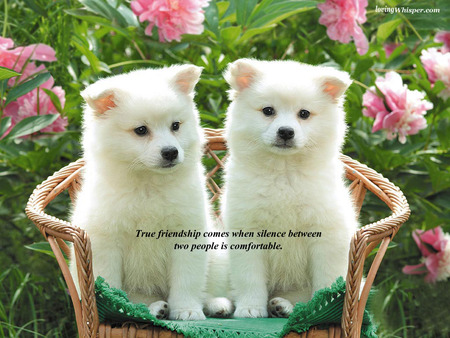 Silence Between Two People - cane chair, friendship verse, garden, 2 white dogs