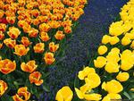 Floral Carpet