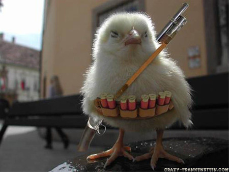 A Seriously Armed Chick - entertainment, funny