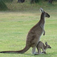 Kangaroo and Joey