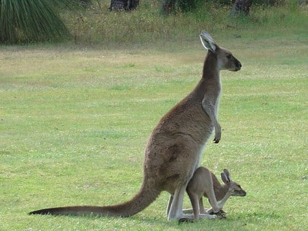 Kangaroo and Joey - kangaroo, grass, australia, joey