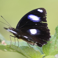 Black and white butterfly