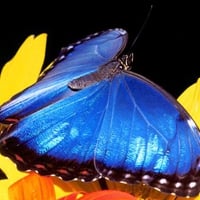 Blue Morpho Butterfly