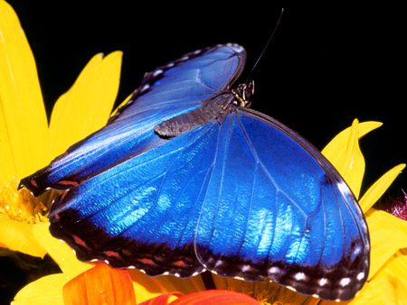 Blue Morpho Butterfly - blue butterfly, yellow flowers