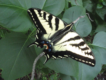 Swallowtail Butterfly - butterfly, swallowtail, plant, leaves