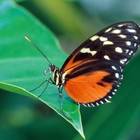 Butterfly on leaf