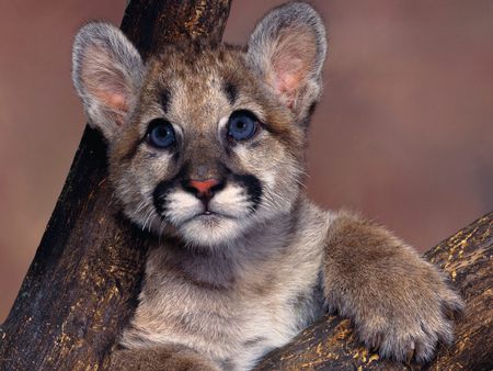 Baby Cougar - tree branch, cub, cougar