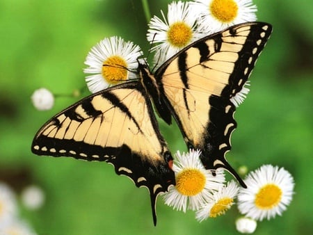 Swallowtail Butterfly - swallowtail butterfly, tiny white daisies, flowers