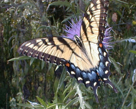 Swallowtail Butterfly closeup - mauve flower, swallowtail butterfly, closeup, garden