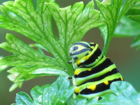 Large Grub - striped grub, closeup, leaves