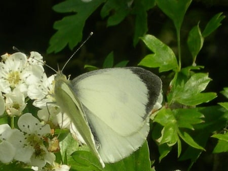 White Butterfly - white flowers, white butterfly, garden