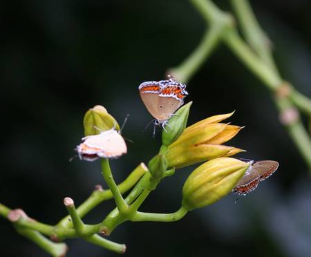 Little Flutterbys - plant, yellow buds, small butterflies