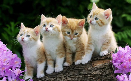 Kittens - cats, kitties