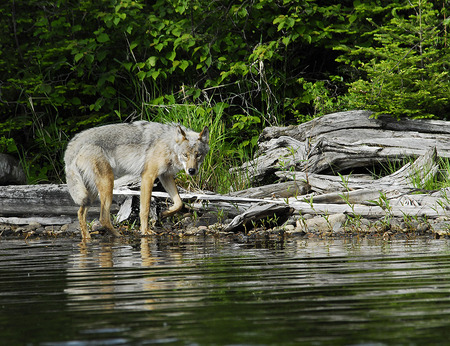 Wolf - wolves, animals