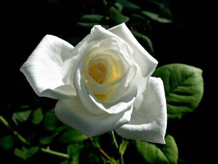 White rose - flowers, roses