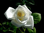 White rose