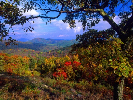 Forest - nature, forests