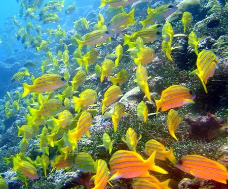 Coral Reef Fish - coral reef, reef fish