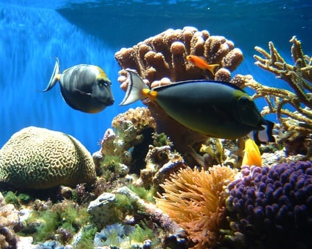 Large Reef Fish - coral reef, large reef fish, ocean