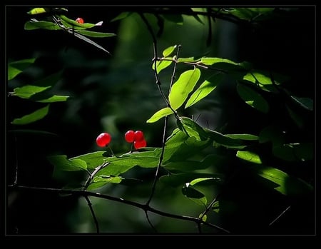 FOREST JEWELS - cherries, forest, nature, photography