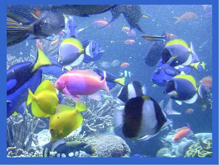 Coral Reef Fish - coral reef, reef fish, ocean